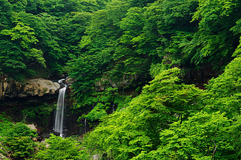 Greenery, , Waterfall, Forest, Nature, Waterfalls HD wallpaper