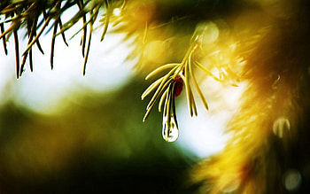 Macro, Shine, Light, Branch, Fir, Spruce, Drop HD wallpaper