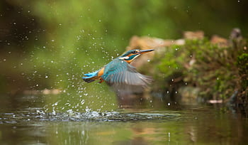 A vibrant kingfisher captured mid-flight creating splashes over clear water. HD wallpaper
