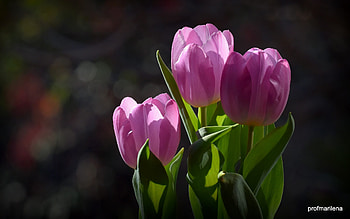 Pink Tulips, nature, flowers, pink, tulips HD wallpaper