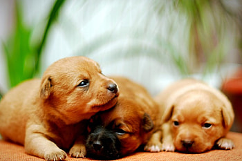 Dogs, dog, sweet, animal, cute, beautiful, puppys, puppy, pretty, animals, lovely HD wallpaper