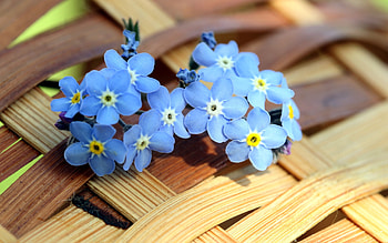 Plants, Flowers HD wallpaper