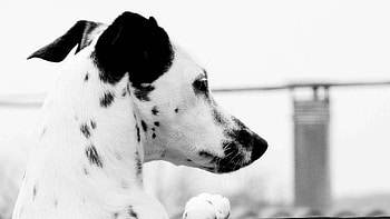 Animals, Dog, Muzzle, Spotted, Spotty, Dalmatians, Dalmatian, Profile HD wallpaper