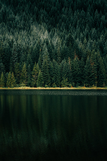 Nature, Trees, Lake, Shore, Bank, Forest HD phone wallpaper