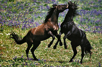 Mustang Play F2, animal, horse, wide screen, wildlife, graphy, equine, mustangs HD wallpaper