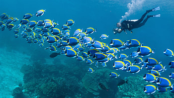 Red Sea, Diving HD wallpaper