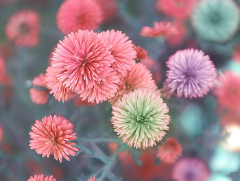 Blossom, flowers, close up, spring HD wallpaper