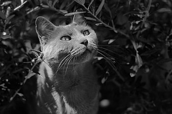 Animals, Cat, Muzzle, Grey, Bw, Chb HD wallpaper