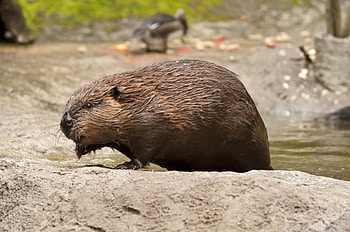 Beaver rodent, Castor , backgrounds, Device HD wallpaper
