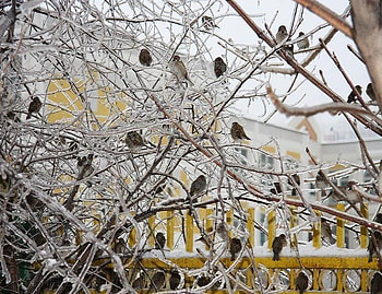 Waiting for Scraps, winter, birds, snow, fence, branches, sparrows, ice, tree HD wallpaper