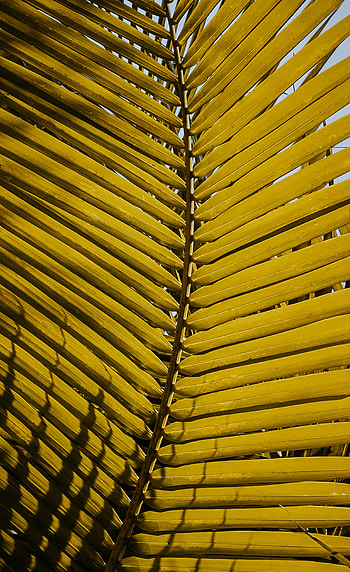 Nature, Plant, Sheet, Leaf HD phone wallpaper