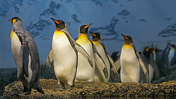 Penguin, Fascinating creatures, Waddling charm, Nature's marvel HD wallpaper