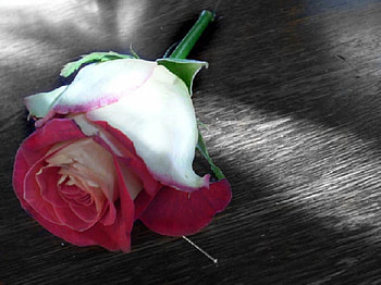 A rose, delecate, plants, soft, nice, rose, pretty, blossoms, bud, nature, flowers, blooms, lovely HD wallpaper