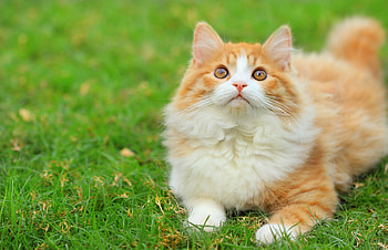 Cat, Animals, Grass, Fluffy, Greens, White-Red HD wallpaper