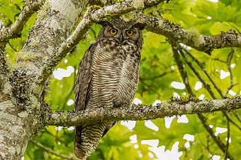 Animals, Owl, Bird, Sight, Opinion, Virgin Owl HD wallpaper
