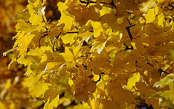 Plants, Autumn, Leaves HD wallpaper