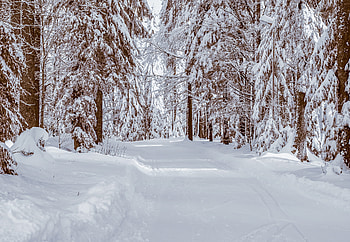 Forest, snow layer, white, trees, nature HD wallpaper