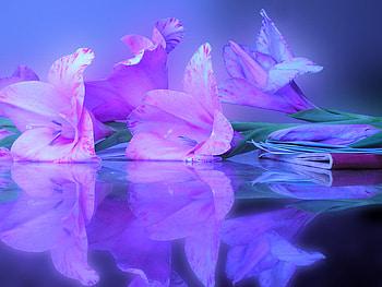 FLOWER REFLECTIONS, glad, pink, reflection, flower HD wallpaper