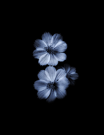 Drak Flower, floral, monochrome graphy HD phone wallpaper