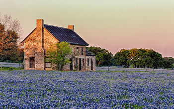 Bluebonnet, Nature, Beautiful blossoms, Vibrant colors HD wallpaper