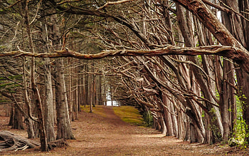 Walking here, , nature, forest, land, walk, tree HD wallpaper