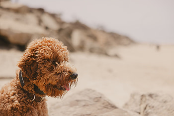 Airedoodle, Playful dogs, Tongue-out Tuesday, Goofy moments HD wallpaper