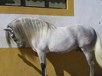 Grey Andalusian, spanish, andalusian, horses, grey HD wallpaper