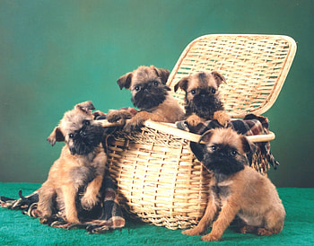 Brussels Griffon, Easy training, Dog breed, Training tips HD wallpaper