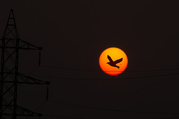 Sunset Sunrise Bird Flying Sky Nature Clouds , birds, sunset, sunrise, dark, black, artist, artwork, digital-art HD wallpaper