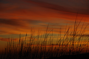 Nature, Sunset, Grass, Sky, Sea Oats HD wallpaper