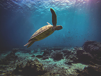 Sea Turtle , turtle, reptile, animals, underwater, sea HD wallpaper