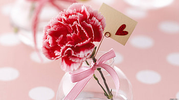 Plants, Holidays, Flowers, Hearts, Love, Valentine's Day, Carnations HD wallpaper