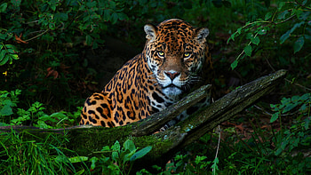Big Cat Jaguar, jaguar, animals HD wallpaper