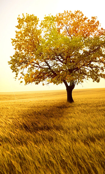 Yellow tree in field, Golden beauty, Vibrant contrast, Captivating landscape HD phone wallpaper