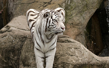 Animals, Sit, Big Cat, Tiger, Albino HD wallpaper