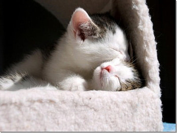Cute mom and baby cats, animal, kitten, baby, cute, cat, feline, sleep HD wallpaper