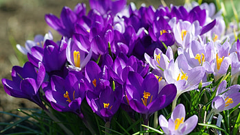 Flowers crocus purple spring pink green flori . HD wallpaper