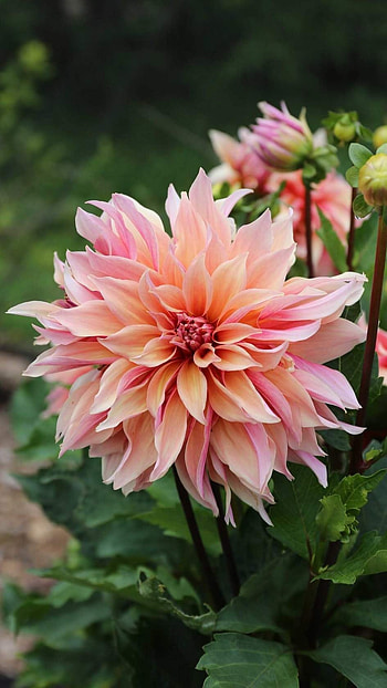 Dahlia, Beautiful, Flower HD phone wallpaper