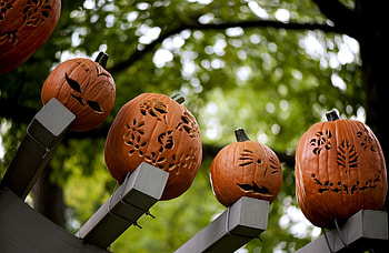 Holidays, Halloween, Pumpkin, Wood, Beams, Tree, Muzzle, Holiday, Beam, Muzzles HD wallpaper