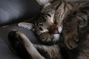 Animals, Cat, Muzzle, Striped, Dream, Sleep HD wallpaper