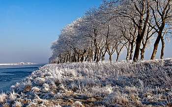 Nature, Rivers, Trees, Shore, Bank, Hoarfrost, Frost, Row HD wallpaper