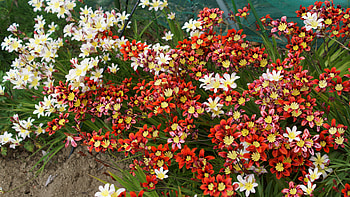 Flower, White, Red, 3840x2160, , Flowers HD wallpaper