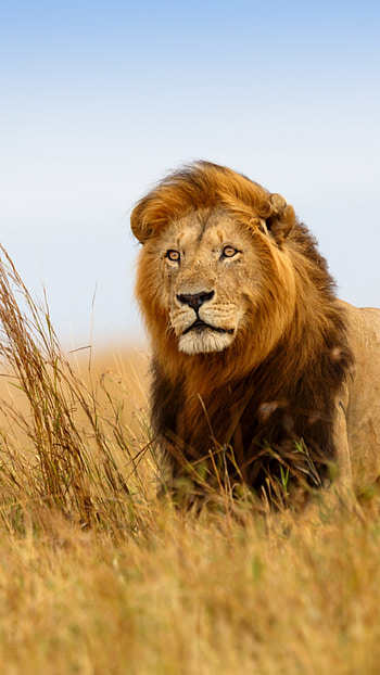 Magnificent lion, Serene savanna, Wildlife sanctuary, Natural habitat HD phone wallpaper