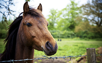 Animals, Nature, Background, Horse HD wallpaper