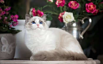 Kitten, white, siamese, garden, cute, cat, beauty, pisica, rose, pink, flower HD wallpaper