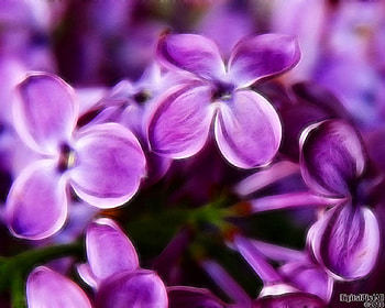 Lilacs, purple, nature, flowers HD wallpaper