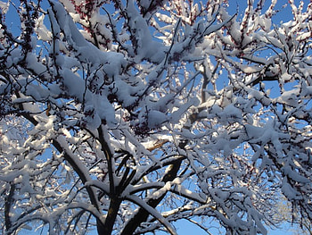 Snow And Sun in April, snow, tree, ice HD wallpaper