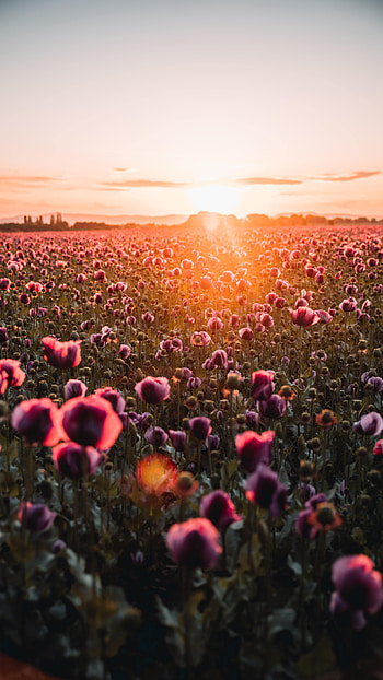 Flowers, Sunset, Poppies, Rays, Beams, Dahl, Distance, Wildflowers HD phone wallpaper