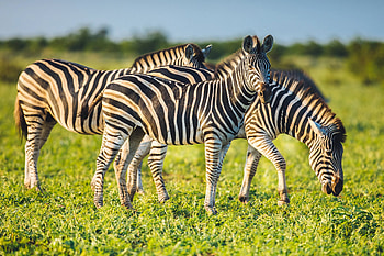 Animal cruelty charges, Escaped zebra owner, Tragic zebra deaths, Legal consequences HD wallpaper