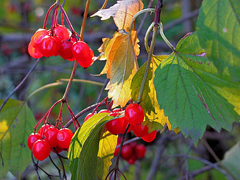 Plants, Leaves HD wallpaper